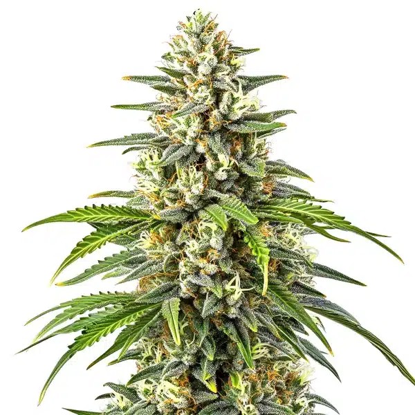 Orange Kush-image