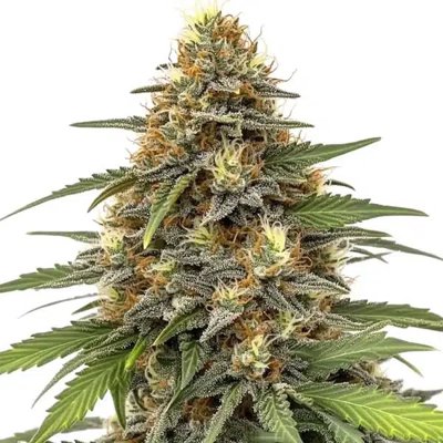 Orange Sherbet