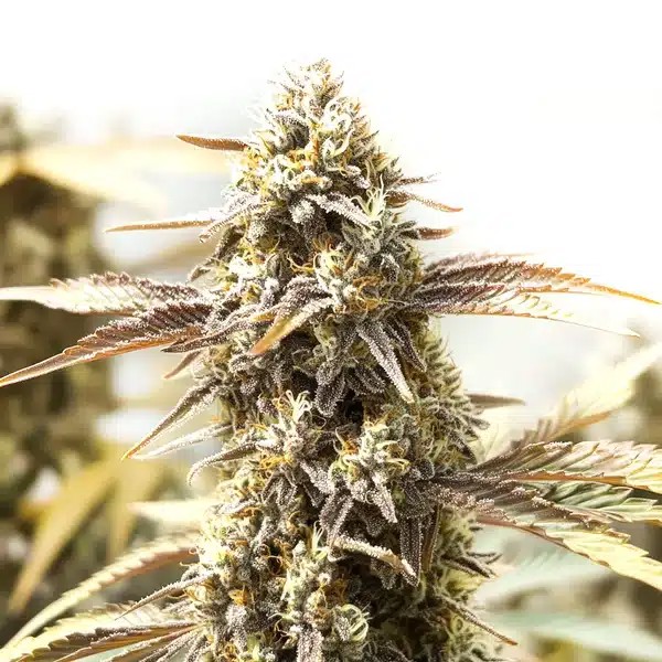 Orange Velvet x Cinderella 99-image