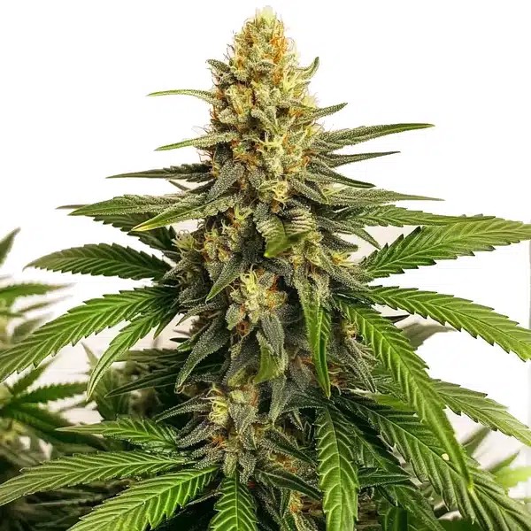 Orange Velvet x Cinderella 99 Regular-image