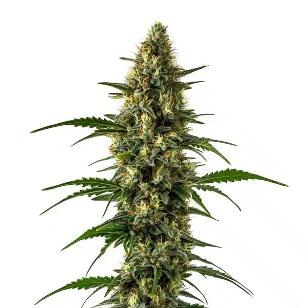 Orange x Skunk-image