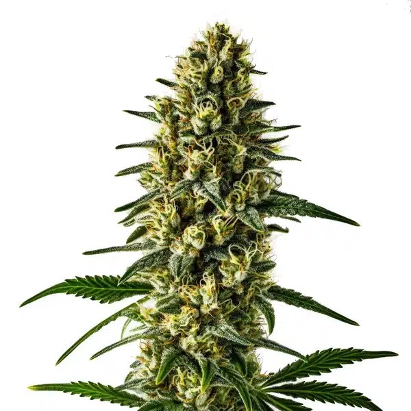 Oregon Underdawg-image