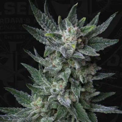 AUTO Bubblegum
