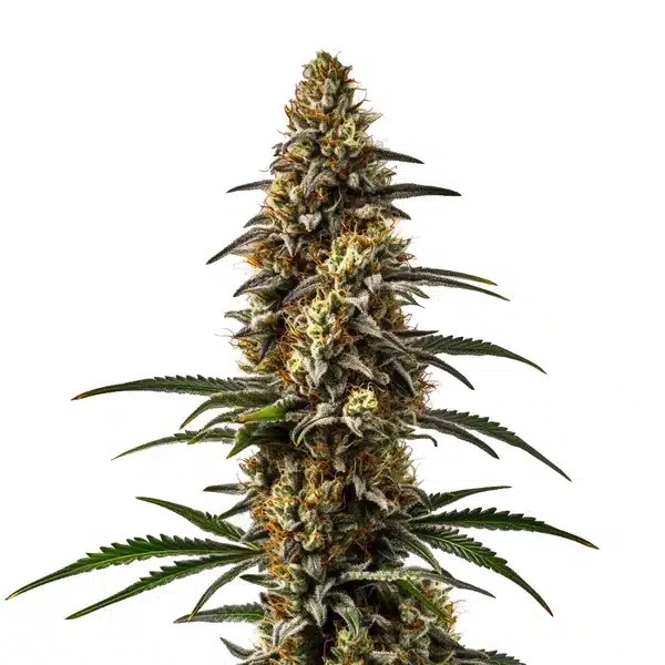 Papaya-image