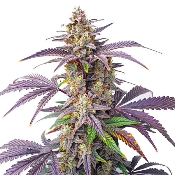 Peanut Butter Breath-image