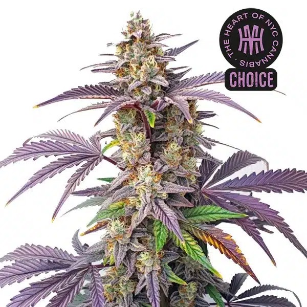 Peanut Butter Breath HMC Edition-image