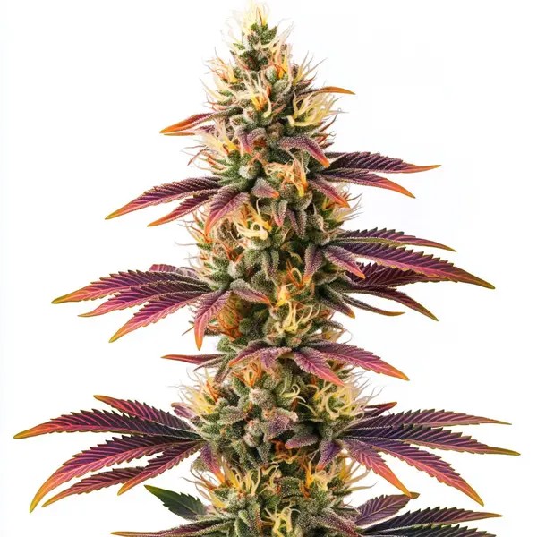 Peyote Cookies-image