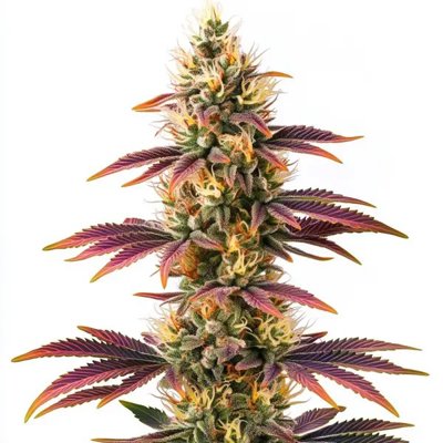 Peyote Cookies