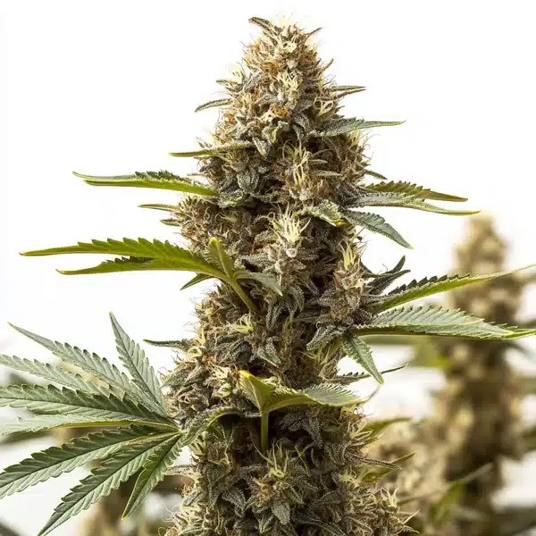 Peyote Super Lemon Haze-image