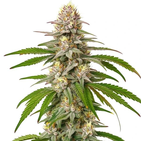 Pineapple Express-image