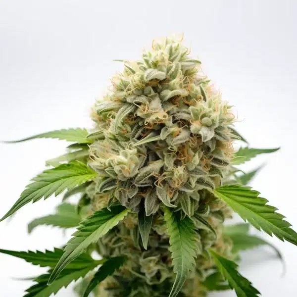 Pineapple Fruz-image