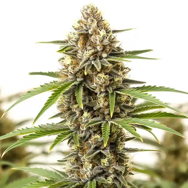 Pineapple Haze-image
