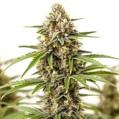 Pineapple Haze