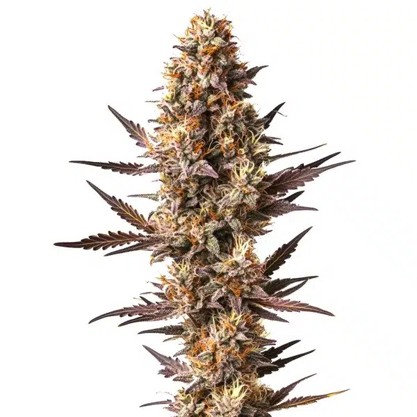 Pineapple Kush-image