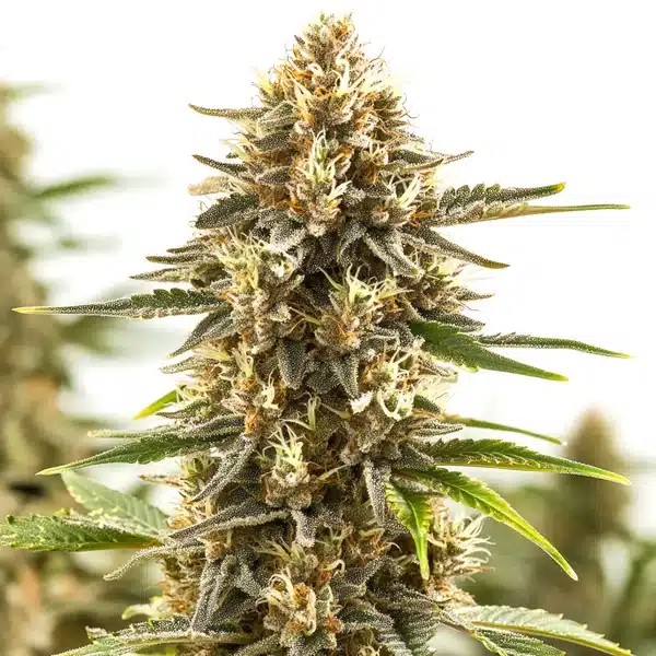 Pineapple Kush Regular-image