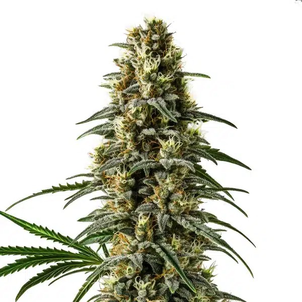 Pineapple Skunk Regular-image