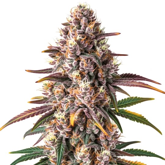 Pink Champagne-image