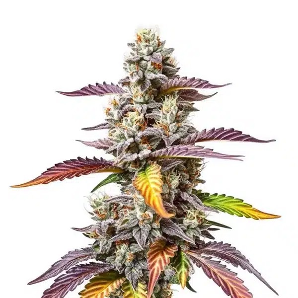Pink Gorilla-image