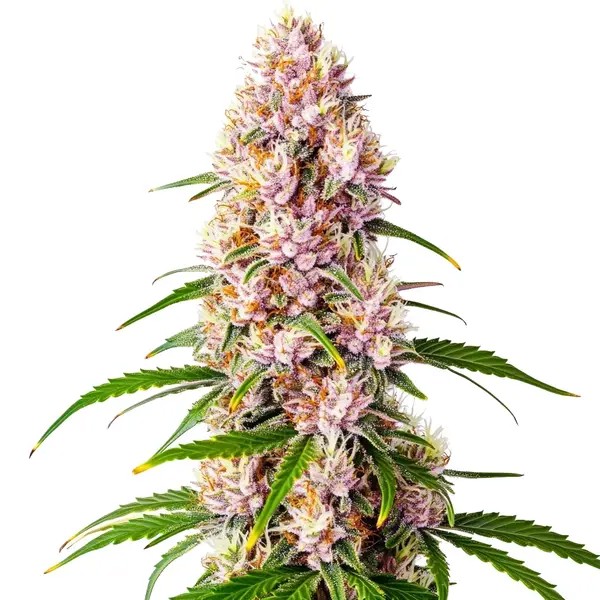 Pink Plant-image