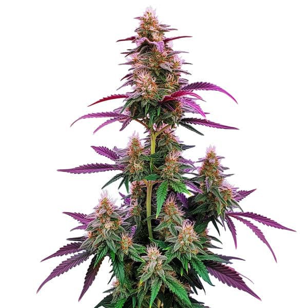 Pink Runtz-image