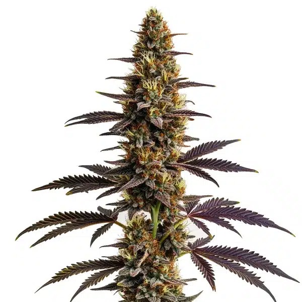 Platinum Cookies-image