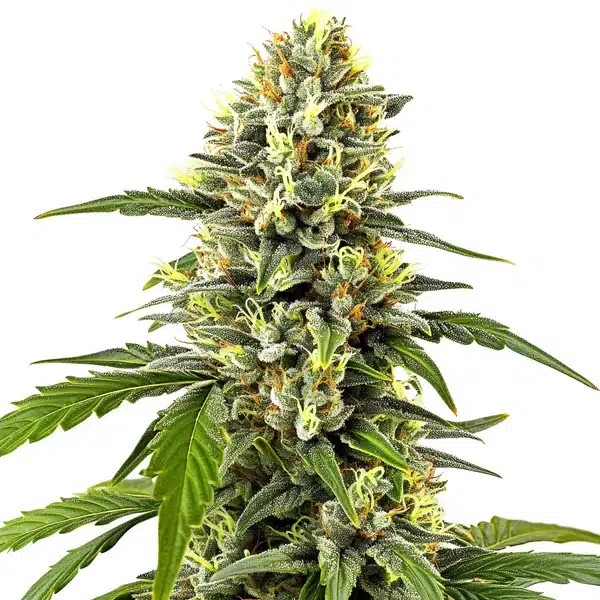 Platinum OG-image