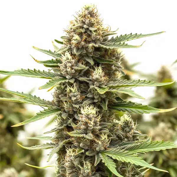 Presidential OG-image