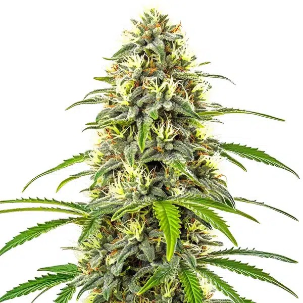 Pure Haze-image