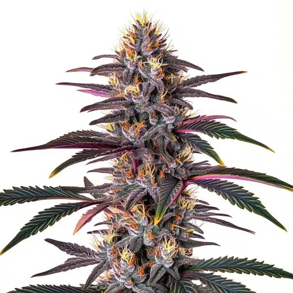 Pure Indica-image