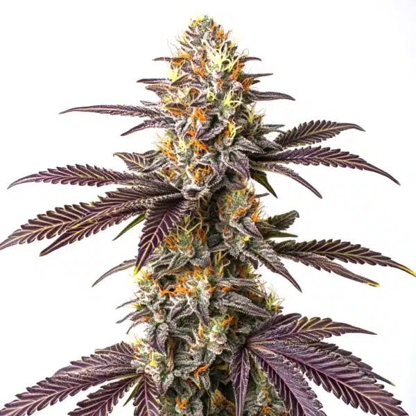 Purple Cookie Kush-image