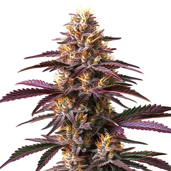Purple Gelato-image