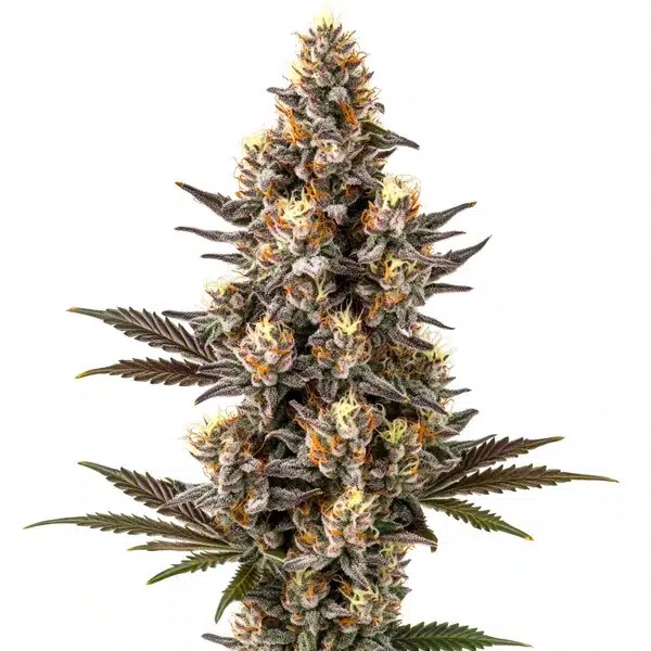 Purple Gelato Lemon Bean-image