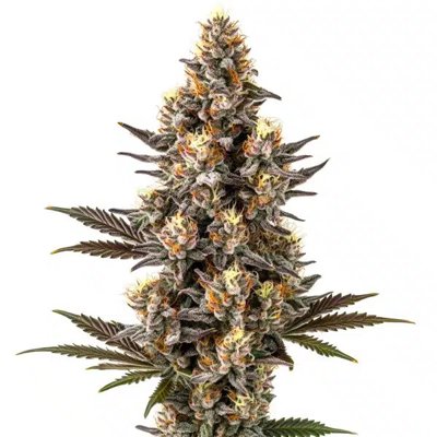 Purple Gelato Lemon Bean