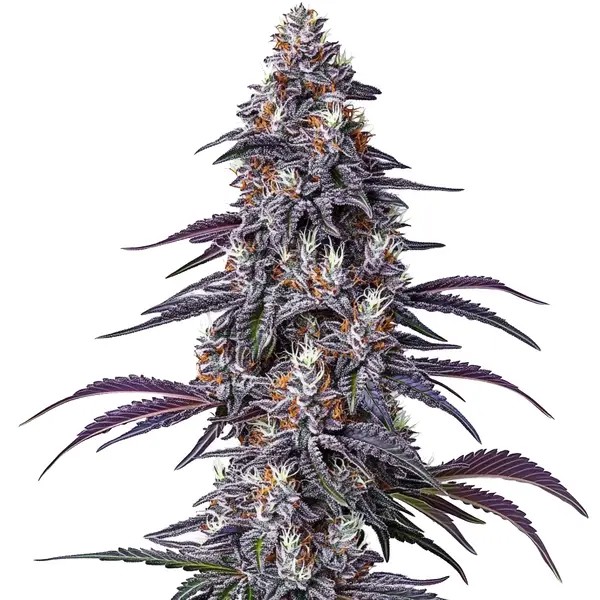 Purple Haze-image
