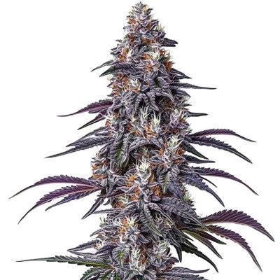 Purple Haze