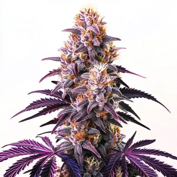 Purple Kush-image