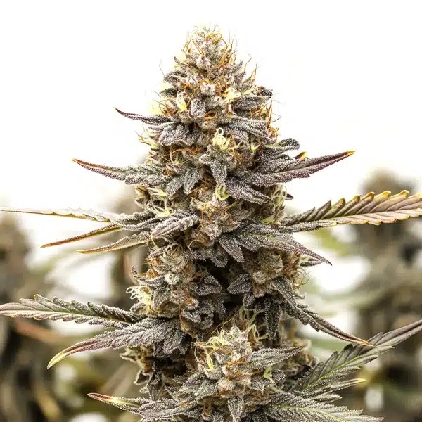 Purple Kush F1-image
