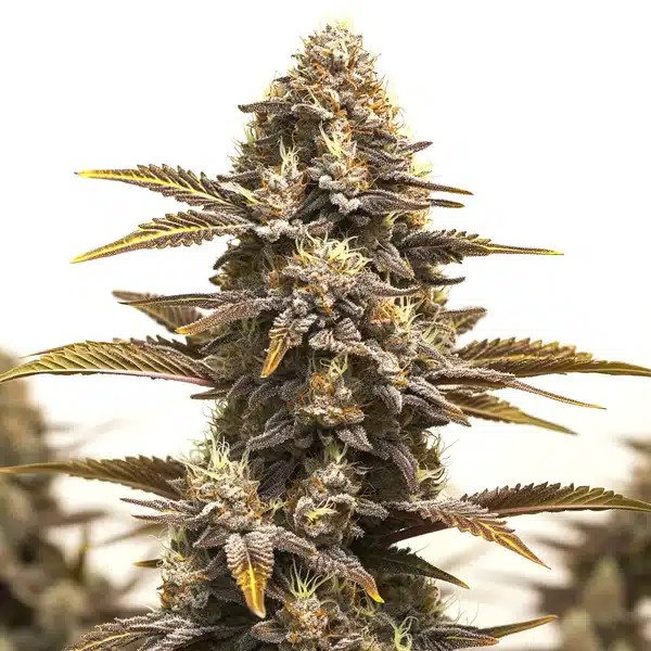 Purple Kush x Mazar-image