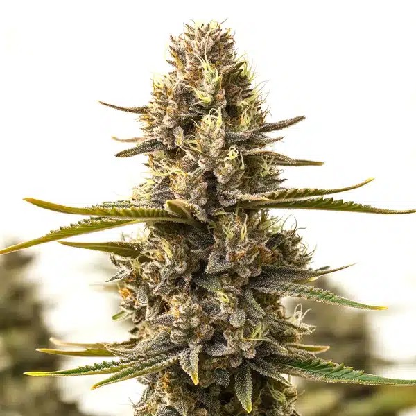 Purple Kush x White Russian-image