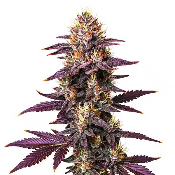 Purple Lavender Kush-image