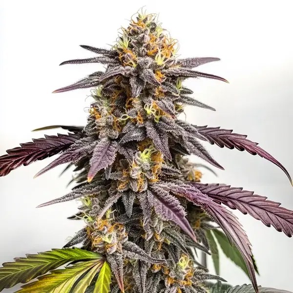 Purple Lemon-image