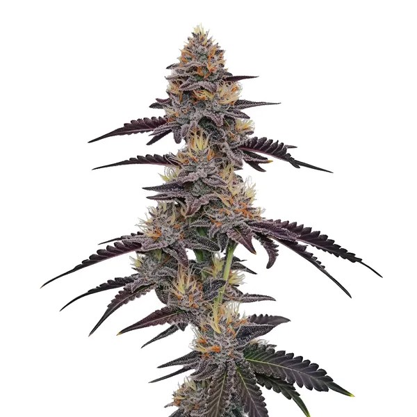 Purple Pineapple-image