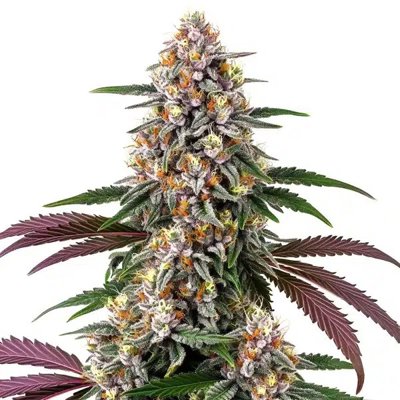 Purple Punch