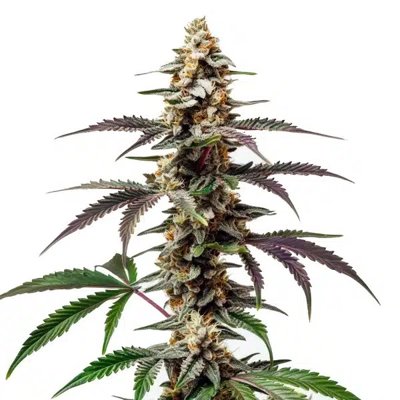 Purple Punch F1