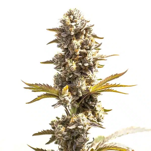 Purple Punch x Do-Si-Dos-image