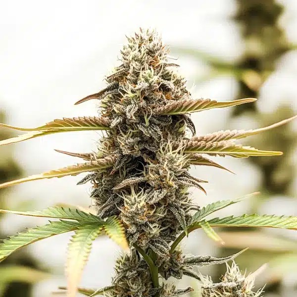 Purple Punch x Purple Kush-image