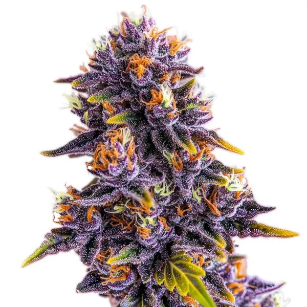 Purple Star Killer-image