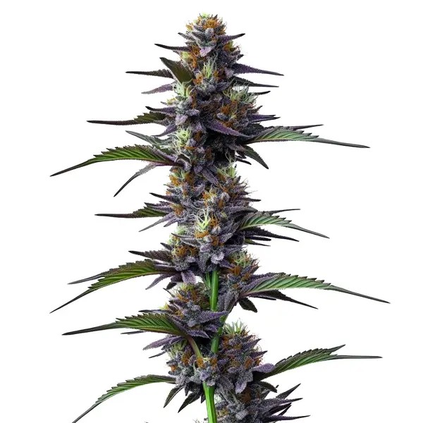 Purple Thai-image