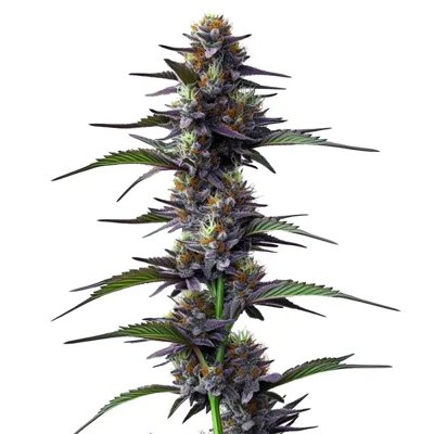 Purple Thai