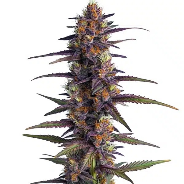 Purple Thai Regular-image